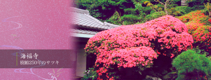 海福寺　樹齢250年のサツキ